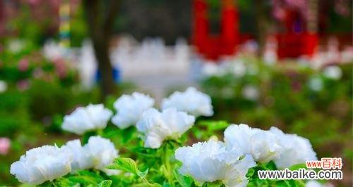 纯洁无瑕的白色牡丹,花开如雪的美丽 白色牡丹花的寓意与象征