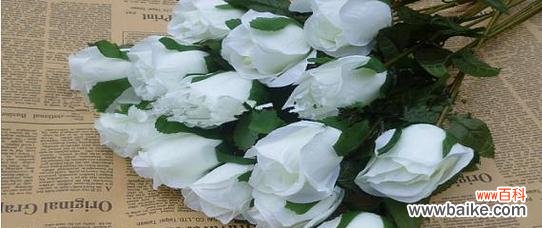 探寻白色玫瑰的内涵与象征 白色玫瑰的花语之美