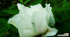 探索白芍花的文化意义和医疗价值 白芍花的象征意义与药用价值