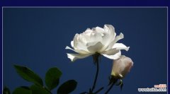 探寻白色月季花的精神内涵与文化象征 白色月季花的象征意义及寓意