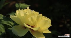 探索白色芍药的花语传递 白色芍药花语的深意