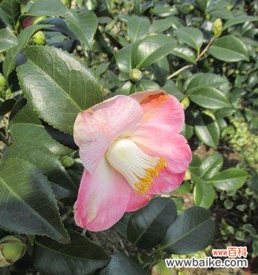 探秘白色山茶花的神秘与纯洁 白色山茶花的花语与代表意义