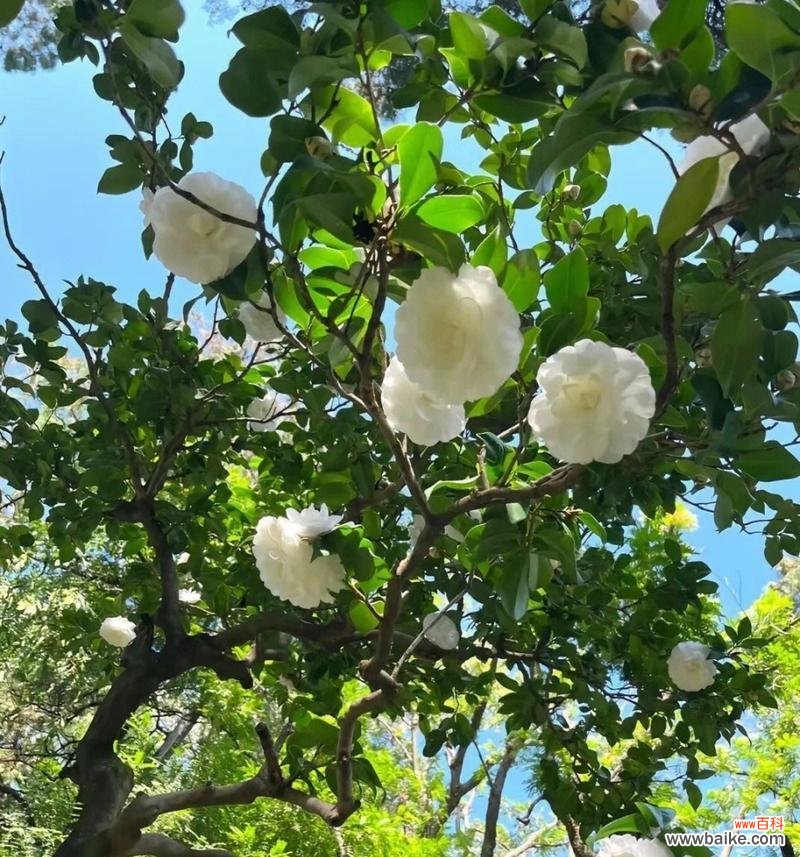 探秘白色山茶花的神秘与纯洁 白色山茶花的花语与代表意义
