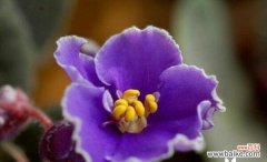 揭示紫罗兰花的神秘内涵 紫罗兰花的象征意义