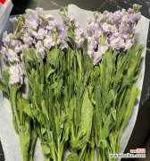 室内盆栽紫罗兰的养护技巧与花语解读 怎样养护紫罗兰，让它绽放春天的芬芳