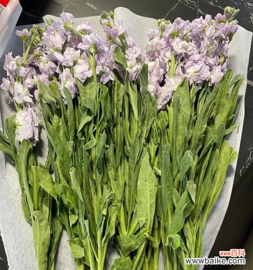 室内盆栽紫罗兰的养护技巧与花语解读 怎样养护紫罗兰，让它绽放春天的芬芳