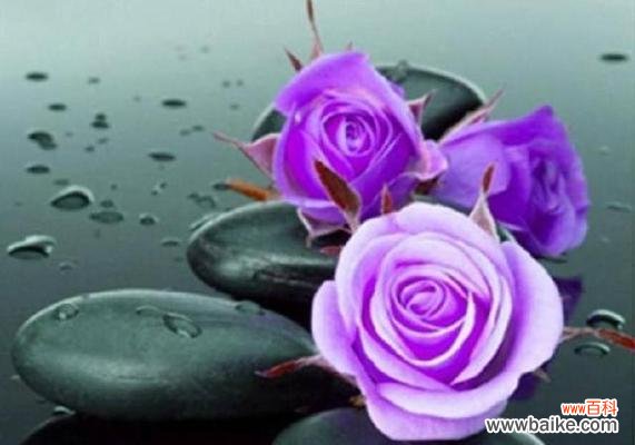 紫玫瑰花语及代表意义 紫玫瑰