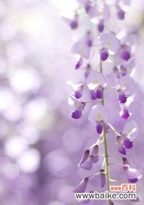 传递真挚情感的紫色丁香花语 紫色丁香花的花语——守护与祝福