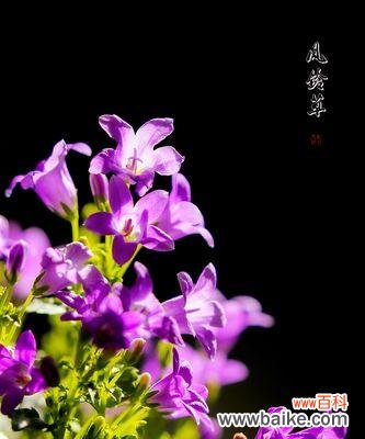 解读紫色风铃花的神秘与美丽 紫色风铃花的含义和象征