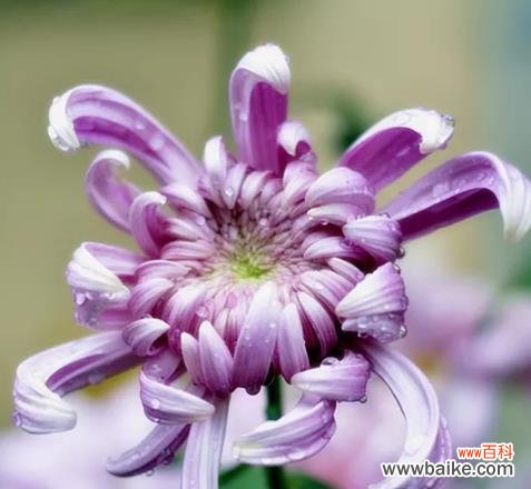 探索紫色菊花的花语及其美丽背后的含义 紫色菊花的花语和象征意义