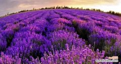 紫薰衣草的深意与期许 紫色薰衣草花语