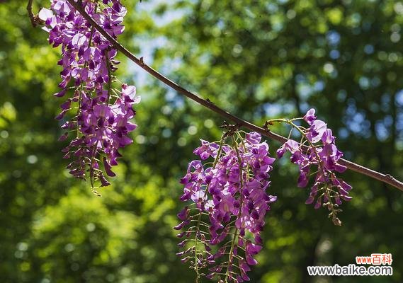 探寻紫藤传说中的神秘力量 紫藤花的美丽传说与深刻花语