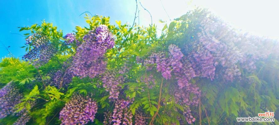 紫藤花的神秘寓意与美丽传说 紫藤的花语与传说故事