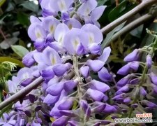探寻紫藤花的花语与传说 紫藤花