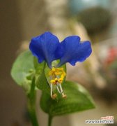 清洁象征的花有哪些？