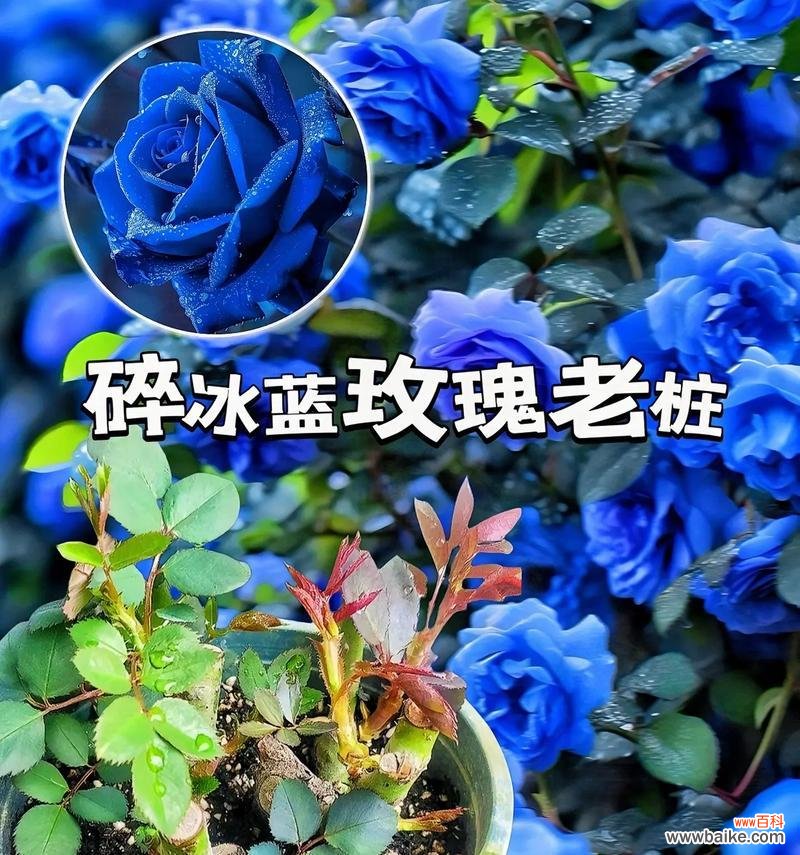 冰蓝玫瑰的花语是什么？它有哪些寓意？