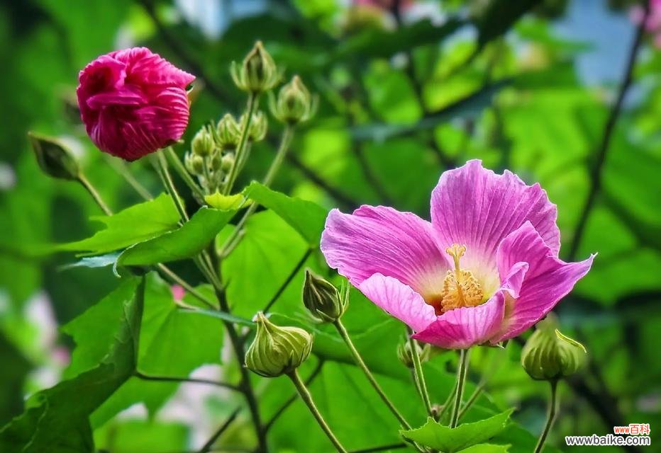 芙蓉的花语是什么？芙蓉代表的寓意是什么？