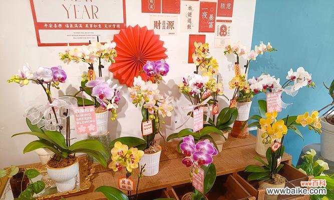 兰花的花语含义是什么？兰花在花语中象征着什么？