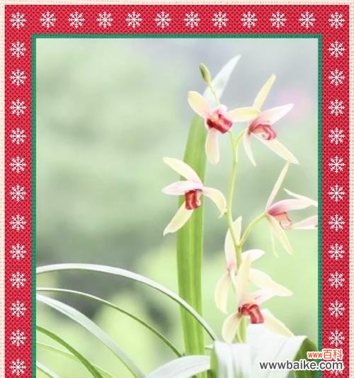 兰花的花语含义是什么？兰花在花语中象征着什么？