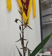 兰花的花语含义是什么？兰花在花语中象征着什么？