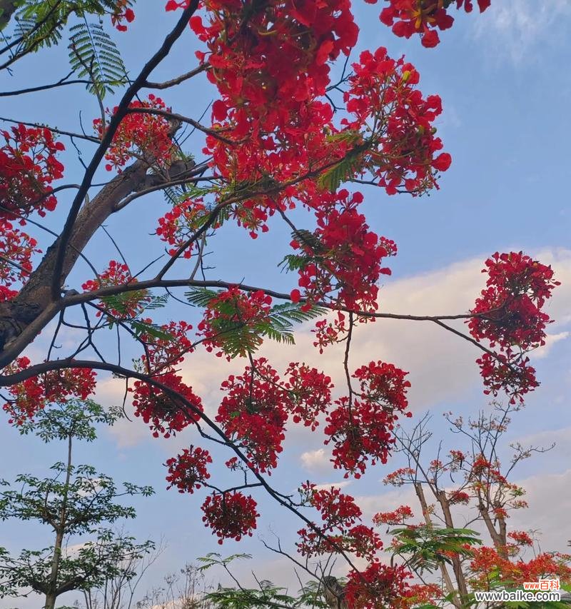 凤凰花戴在身上象征着什么?凤凰花的寓意是什么?