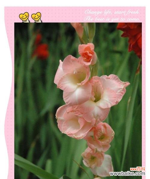 神秘的白色花有哪些寓意?它们在文化中的地位如何?