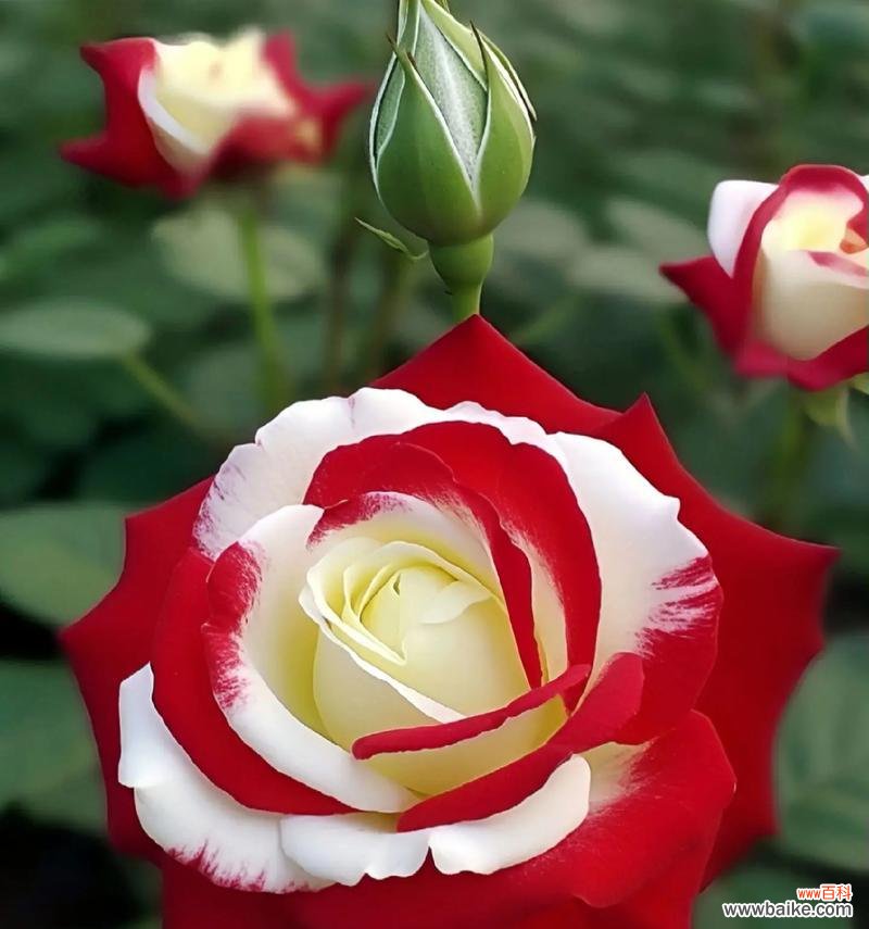 爱情中最爱的花卉象征是什么？这些花的花语有哪些？