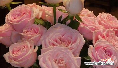 粉红色玫瑰代表什么？花语中有哪些含义？