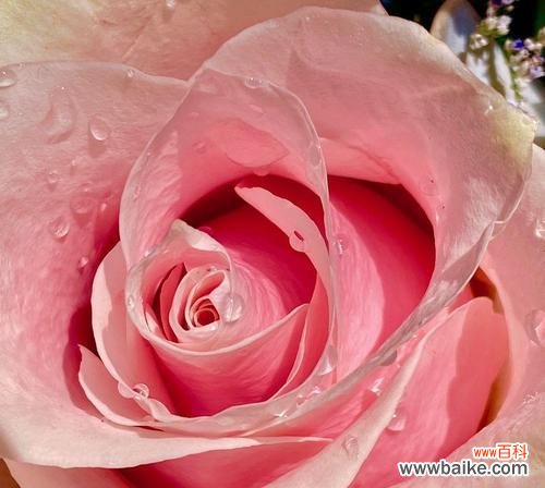 粉红色玫瑰代表什么？花语中有哪些含义？