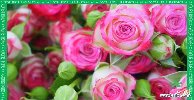 粉红色玫瑰代表什么？花语中有哪些含义？