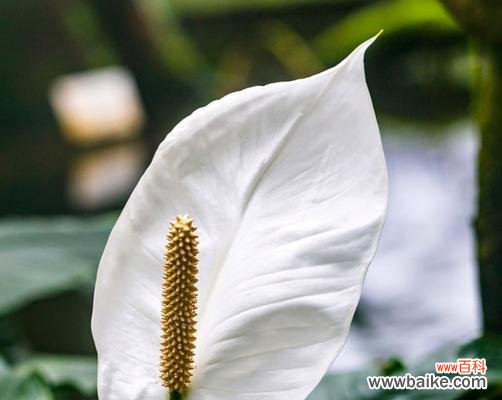 美丽的白掌花代表着什么? 白掌花的花语与寓意