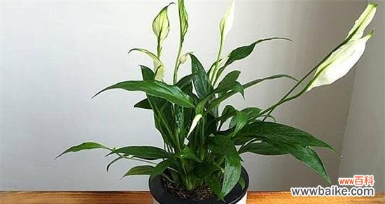 以白掌为象征的吉祥与繁荣 白掌的风水寓意与象征