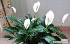 探索白掌的吉祥之意和适宜的布置方式 白掌风水寓意与摆放位置