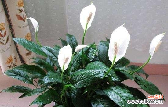 探索白掌的吉祥之意和适宜的布置方式 白掌风水寓意与摆放位置