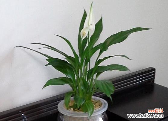 探索白掌的吉祥之意和适宜的布置方式 白掌风水寓意与摆放位置