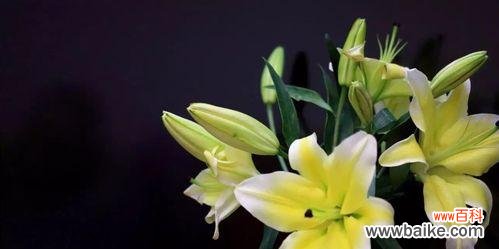 送给亲人、朋友和爱人的完美选择 百合花语传递爱与祝福