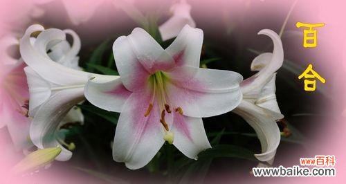 送给亲人、朋友和爱人的完美选择 百合花语传递爱与祝福