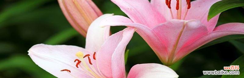 送给亲人、朋友和爱人的完美选择 百合花语传递爱与祝福