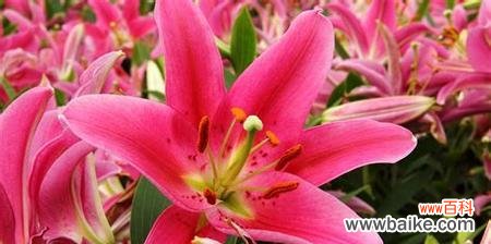 探寻百合花背后的深层寓意与象征意义 百合花的象征意义