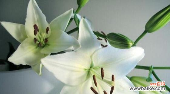 揭开百合花背后的象征意义，解读花语之谜 百合花的意义与花语