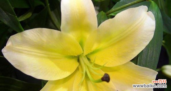 揭开百合花背后的象征意义，解读花语之谜 百合花的意义与花语