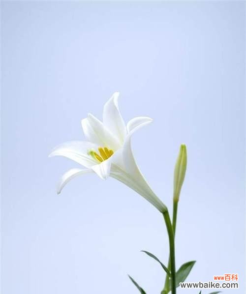 揭秘百合花的吉祥含义与风水禁忌 百合花的寓意和象征风水