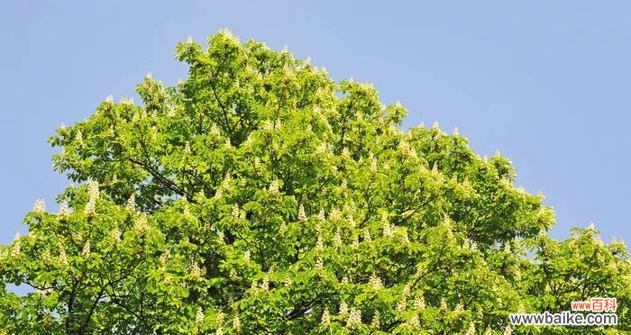 揭秘板栗树的风水功效与寓意 板栗树风水的神奇力量