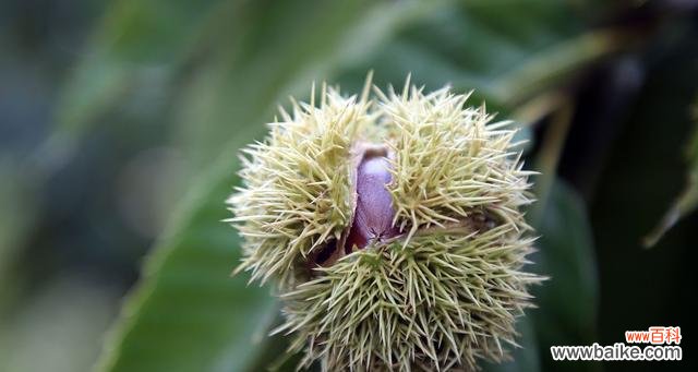 揭秘板栗树的风水功效与寓意 板栗树风水的神奇力量