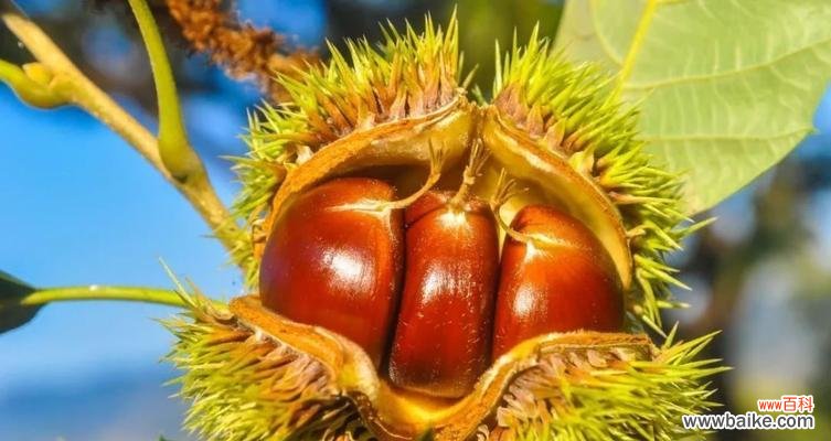 揭秘板栗树的风水功效与寓意 板栗树风水的神奇力量