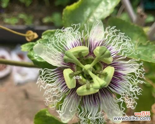 解读百香果背后的象征意义,探究其在文化中的寓意 百香果的象征意义及文化寓意