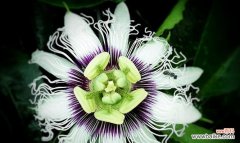 解读百香果背后的象征意义，探究其在文化中的寓意 百香果的象征意义及文化寓意