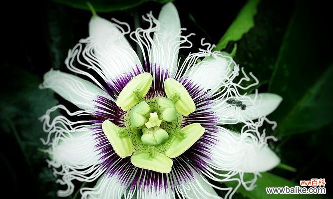 解读百香果背后的象征意义,探究其在文化中的寓意 百香果的象征意义及文化寓意