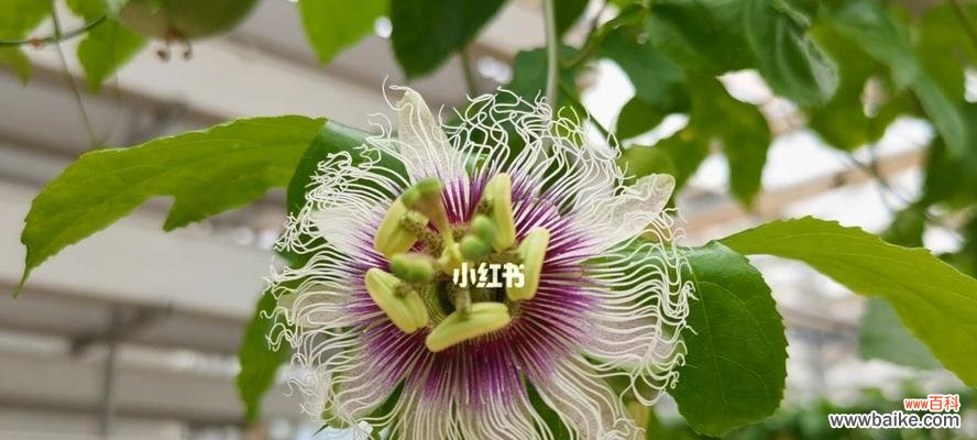 解读百香果背后的象征意义,探究其在文化中的寓意 百香果的象征意义及文化寓意