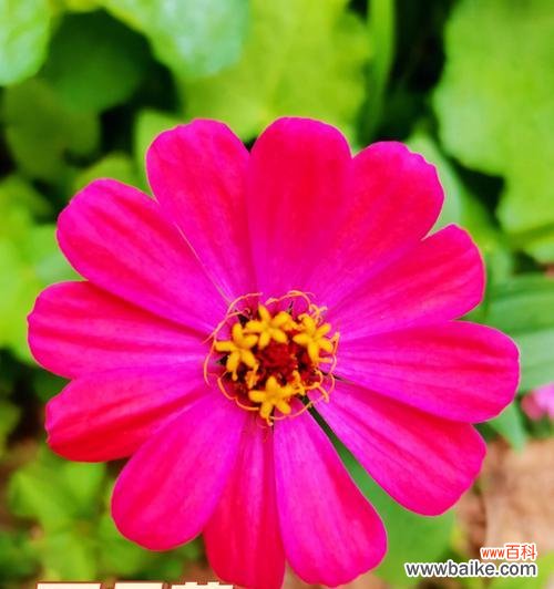 百日草花的生命力与希望 百日草花的象征意义与传承